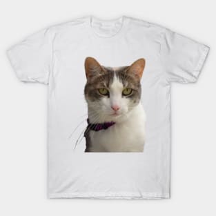 Tabby Cat Head Shot T-Shirt